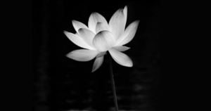 Ảnh hoa sen đen