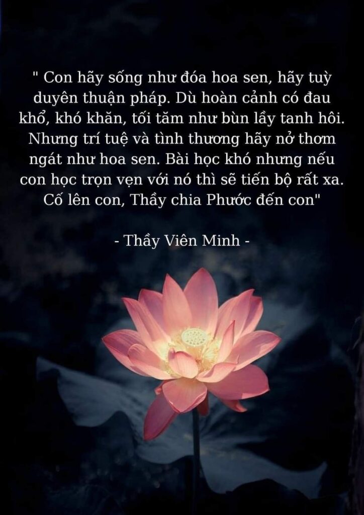 Bộ sưu tập 100+ ảnh hoa sen đẹp và ý nghĩa cho điện thoại, laptop 32 Ảnh hoa sen có caption tâm trạng