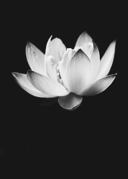 Hình ảnh hoa sen đen cho đám tang