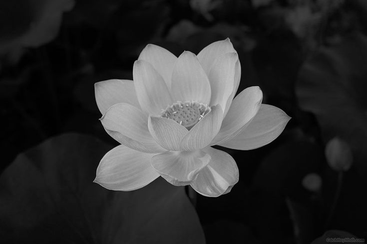 Hình ảnh hoa sen trắng đám tang