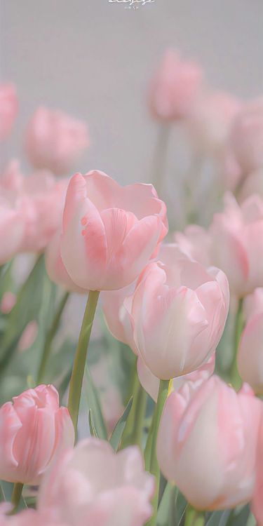 Hình Nền Hoa Tulip Đẹp 4K, Full HD cho Điện Thoại & Máy Tính 12 Ảnh hoa tulip hồng dịu dàng