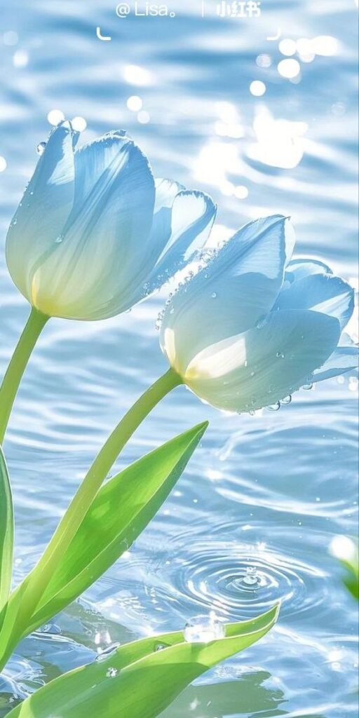 Hình Nền Hoa Tulip Đẹp 4K, Full HD cho Điện Thoại & Máy Tính 8 Hình nền hoa tulip xanh dương nên thơ cho mobile