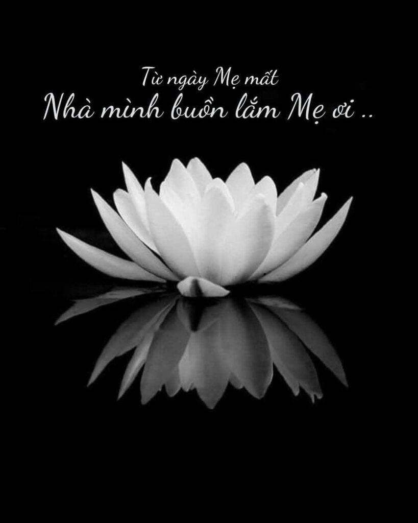 Tải ảnh hoa sen trắng đám tang với lời chia buồn