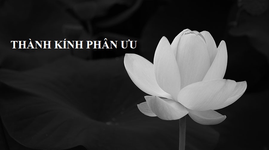 Tải ảnh hoa sen trắng đám tang ý nghĩa