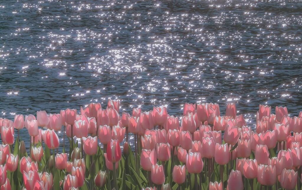 Hình Nền Hoa Tulip Đẹp 4K, Full HD cho Điện Thoại & Máy Tính 22 Ảnh cánh đồng hoa tulip cho máy tính