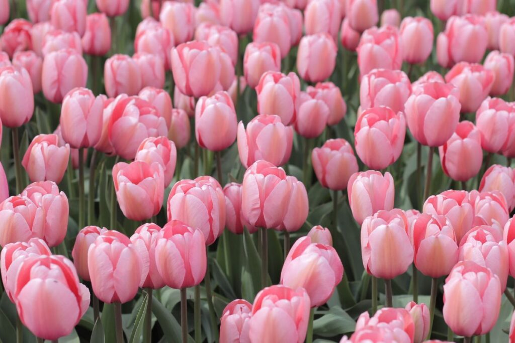 Hình Nền Hoa Tulip Đẹp 4K, Full HD cho Điện Thoại & Máy Tính 24 Ảnh nền cánh đồng hoa tulip xinh đẹp cho máy tính