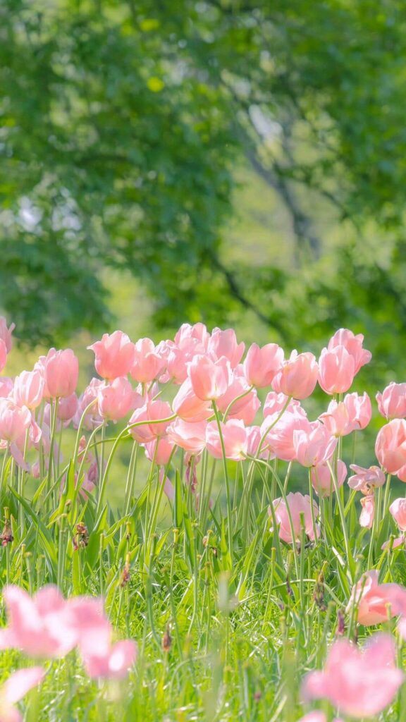 Hình Nền Hoa Tulip Đẹp 4K, Full HD cho Điện Thoại & Máy Tính 16 Ảnh hoa tulip cute và chill cho điện thoại