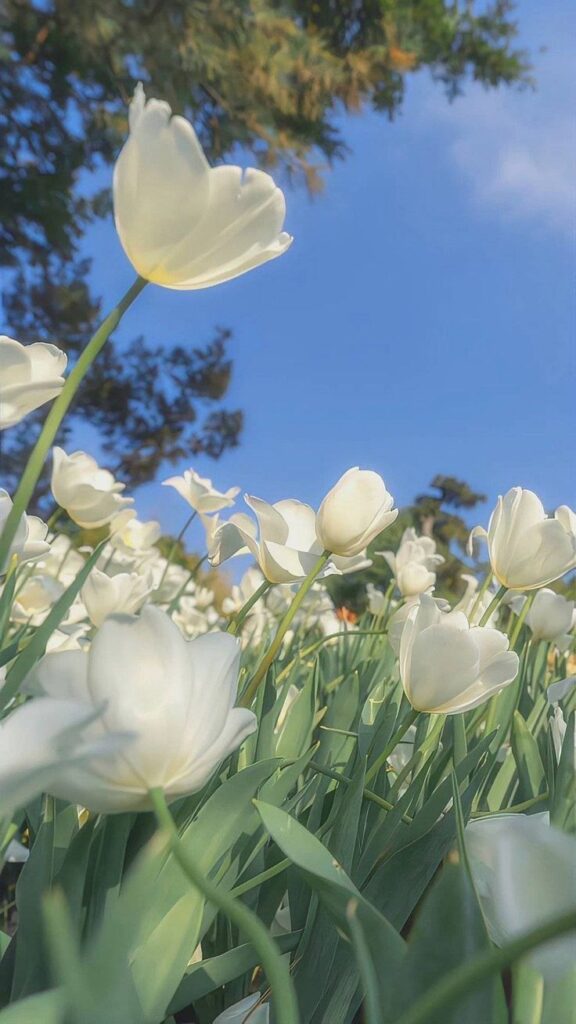 Hình Nền Hoa Tulip Đẹp 4K, Full HD cho Điện Thoại & Máy Tính 17 Ảnh nền hoa tulip cute và chill cho mobile