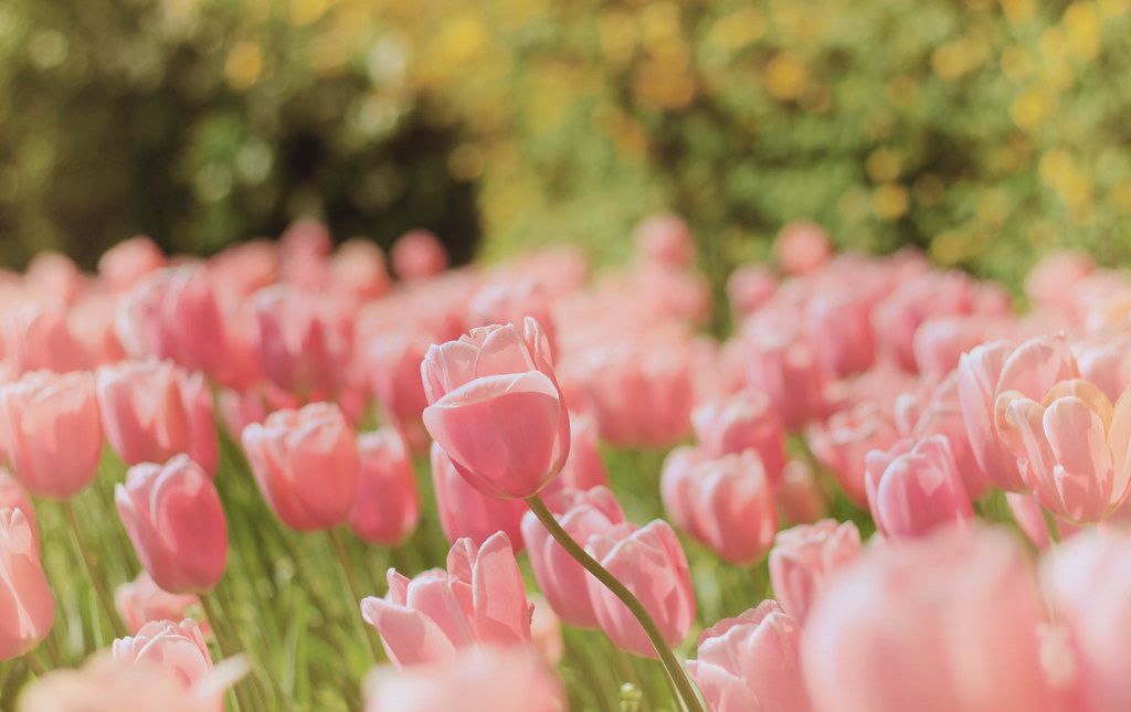 Hình Nền Hoa Tulip Đẹp 4K, Full HD cho Điện Thoại & Máy Tính 26 Ảnh nền hoa tulip tối giản