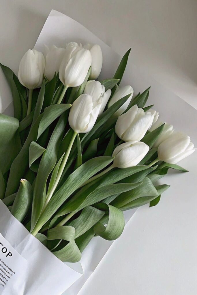 Hình Nền Hoa Tulip Đẹp 4K, Full HD cho Điện Thoại & Máy Tính 2 Hình nền hoa tulip trắng cho mobile