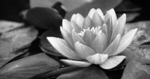 Tải ảnh hoa sen trắng đám tang