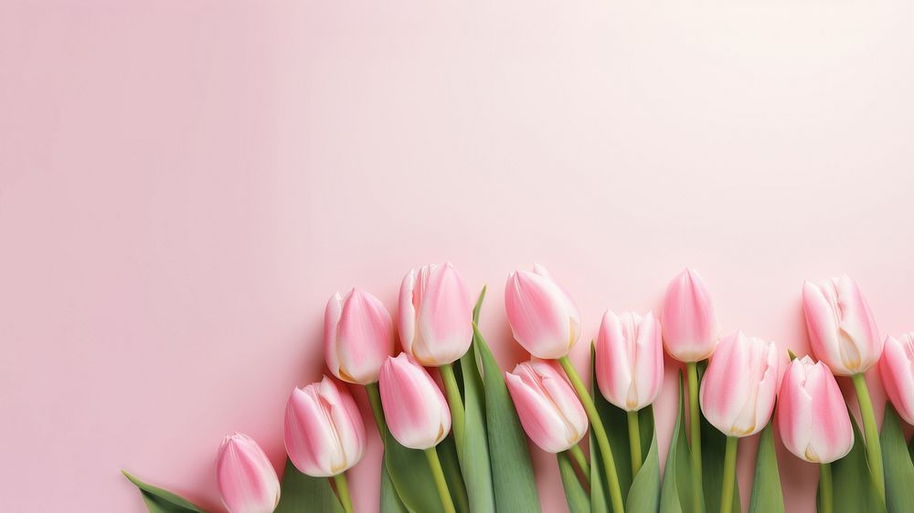 Hình Nền Hoa Tulip Đẹp 4K, Full HD cho Điện Thoại & Máy Tính 29 Ý nghĩa của hoa tulip theo số lượng