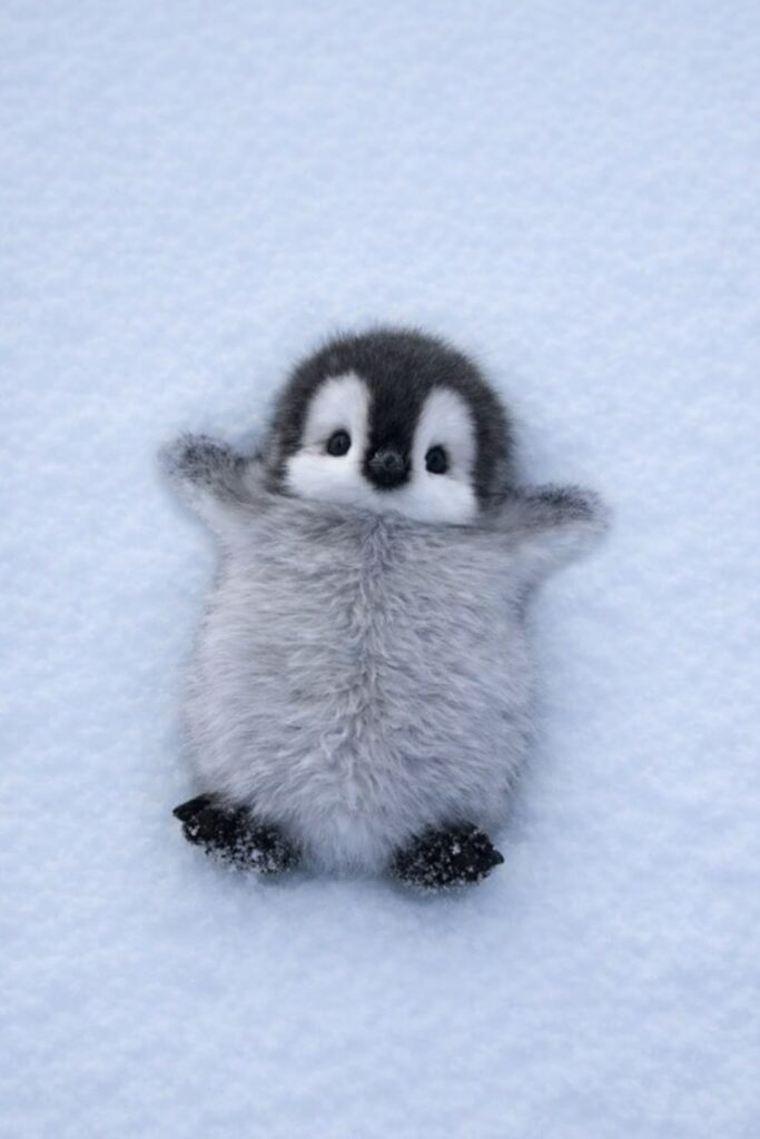 Ảnh nền động vật cute, đáng yêu nhất