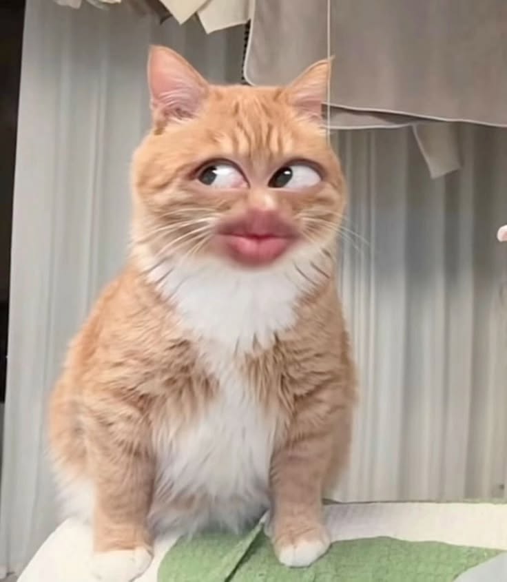 Ảnh meme động vật hài hước, thú vị