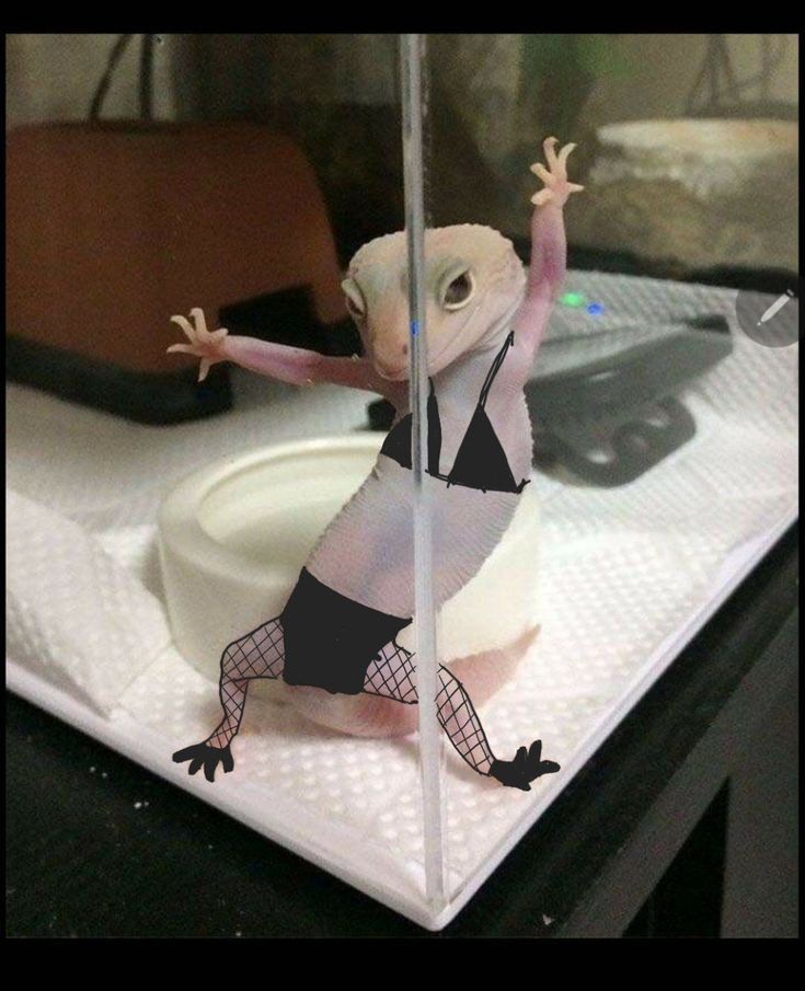 Hình meme động vật hài hước, thú vị