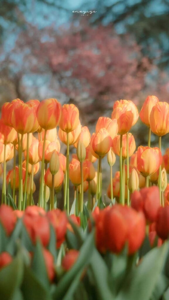 150+ Hình Nền Ảnh Hoa Đẹp Tự Nhiên Full HD, 4K Cực Nét 16 Hình hoa tulip màu cam làm hình nền điện thoại