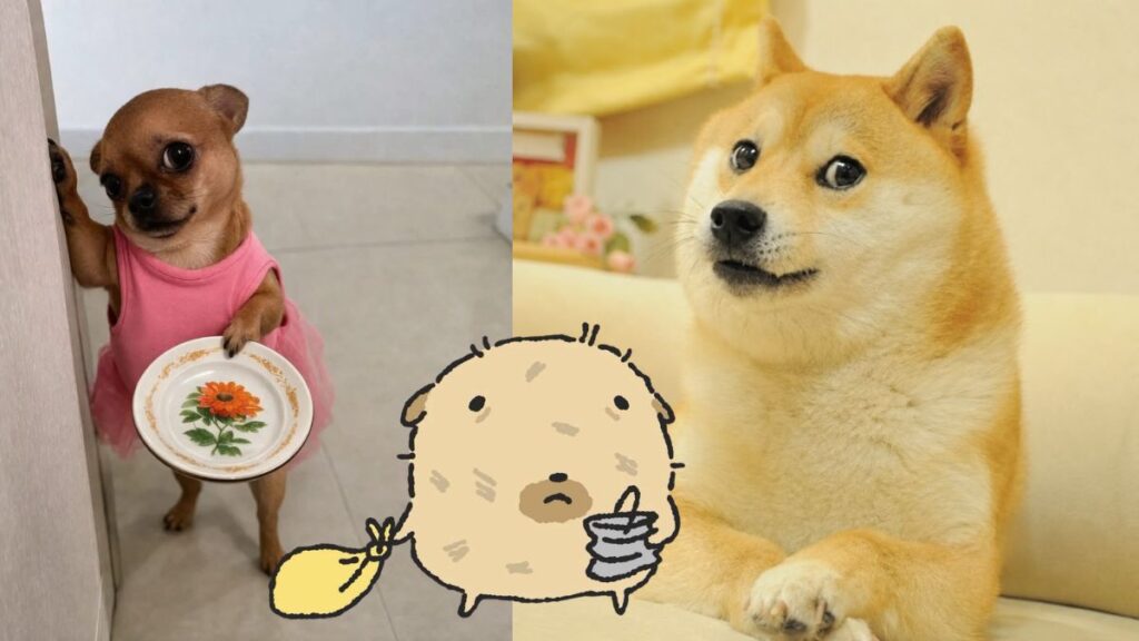 Ảnh chó meme