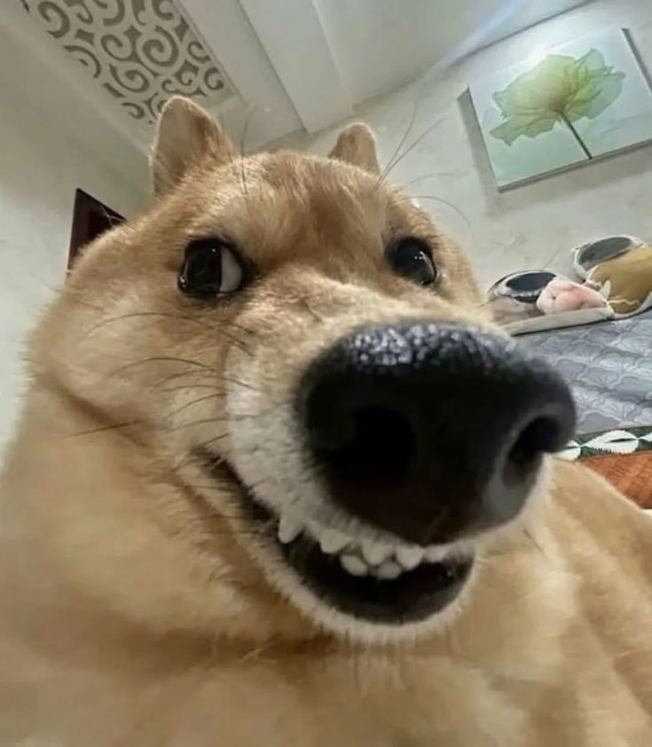 Ảnh meme chó cười nham hiểm, hài hước