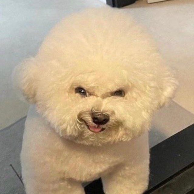 Ảnh chó meme cười nham hiểm, ngầu
