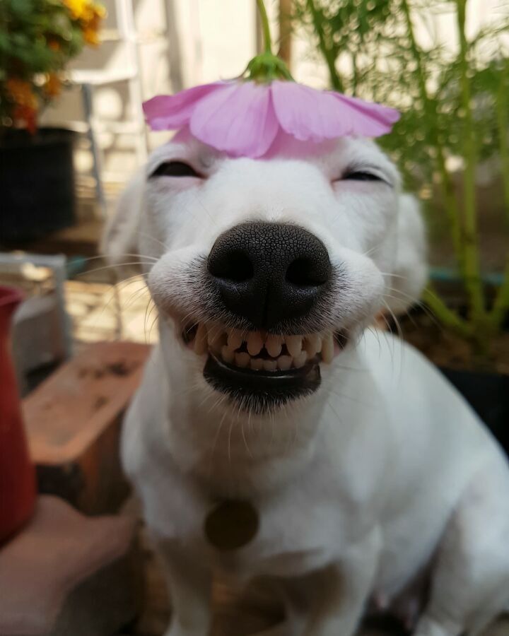 Meme ảnh chó hài hước, cười đáng yêu