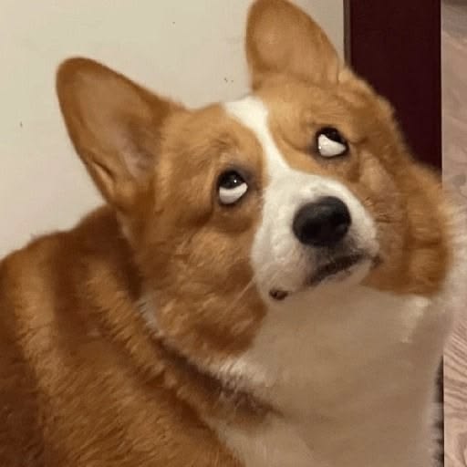 Hình chó meme vô tri, hài hước nhất