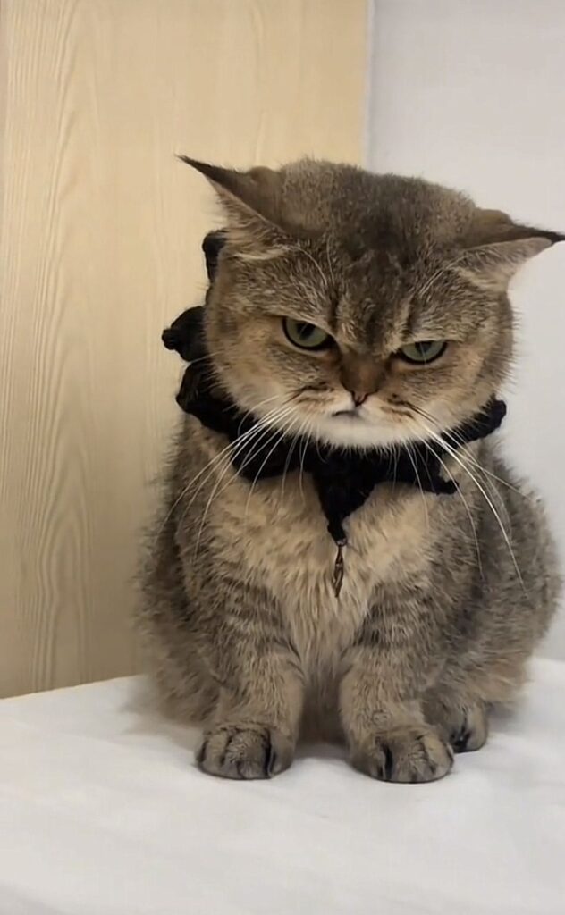 Ảnh mèo vô tri cute, thần thái