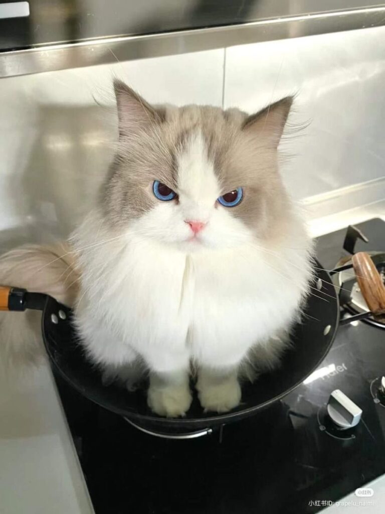 Avatar ảnh mèo cute vô tri, cool ngầu