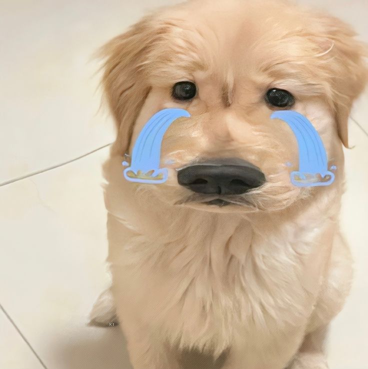Ảnh chó meme cute, dễ thương