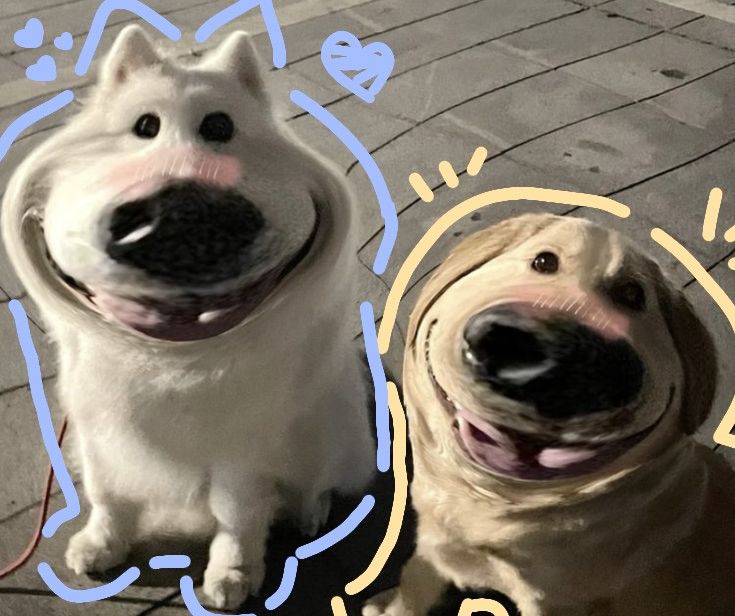Ảnh chó meme cười cute, siêu dễ thương