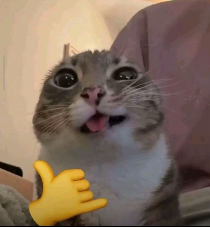 Hình ảnh mèo vô tri cute đi comment dạo