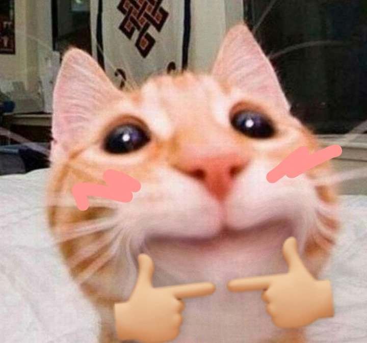 Ảnh con mèo cute vô tri, lầy lội