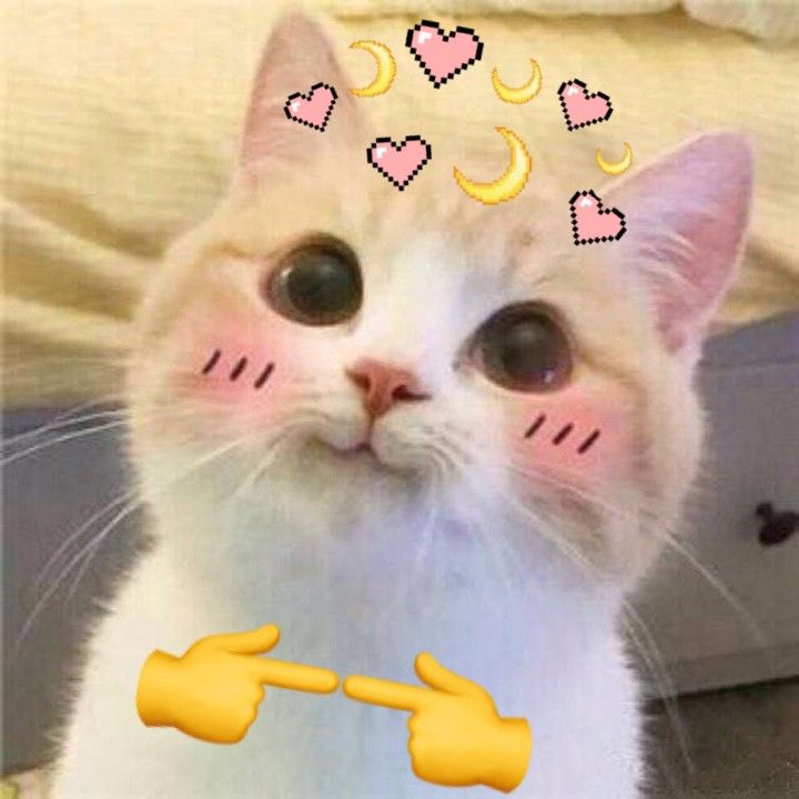 Ảnh mèo cute vô tri dễ thương đi comment