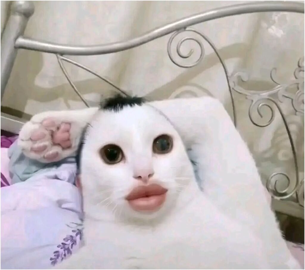 999+ Ảnh Mèo Cute, Hình Mèo Dễ Thương, Vô Tri Đẹp Nhất 12 Ảnh meme mèo vô tri, hài hước