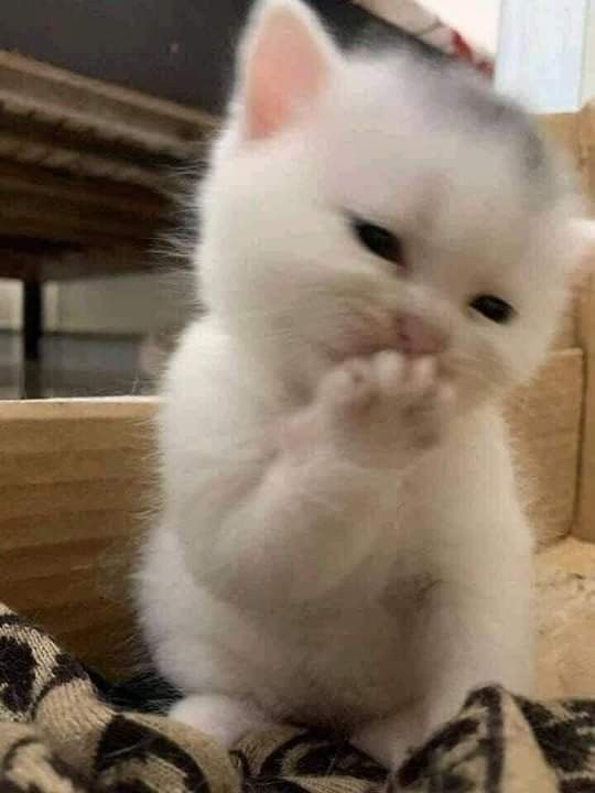 999+ Ảnh Mèo Cute, Hình Mèo Dễ Thương, Vô Tri Đẹp Nhất 13 Ảnh meme mèo vô tri, dễ thương