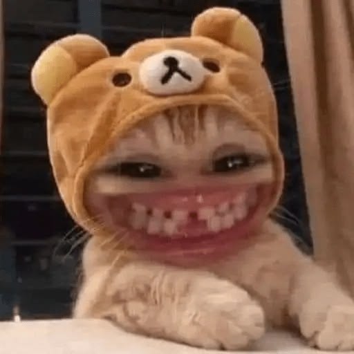 999+ Ảnh Mèo Cute, Hình Mèo Dễ Thương, Vô Tri Đẹp Nhất 15 Ảnh meme mèo vô tri làm hình đại diện
