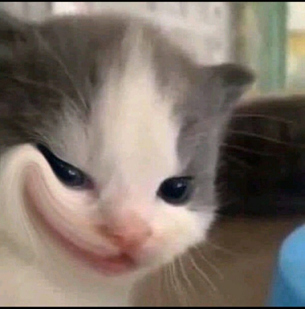 999+ Ảnh Mèo Cute, Hình Mèo Dễ Thương, Vô Tri Đẹp Nhất 16 Ảnh meme mèo vô tri, dễ thương làm avatar