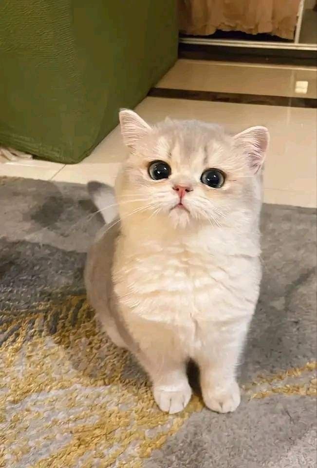 999+ Ảnh Mèo Cute, Hình Mèo Dễ Thương, Vô Tri Đẹp Nhất 35 Hình mèo chân ngắn Munchkin cute, đáng yêu