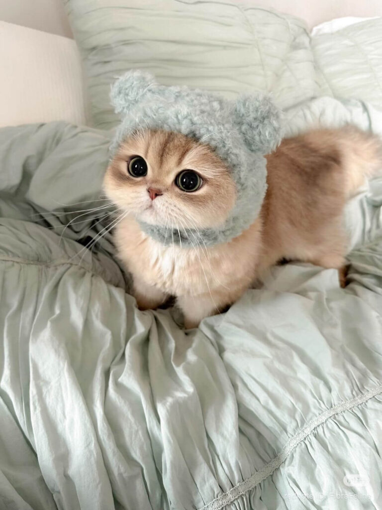 999+ Ảnh Mèo Cute, Hình Mèo Dễ Thương, Vô Tri Đẹp Nhất 36 Hình nền mèo chân ngắn Munchkin dễ thương, sắc nét