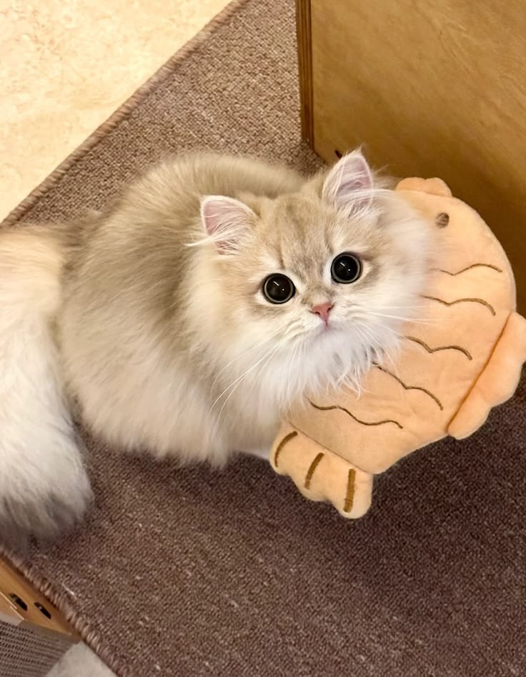 999+ Ảnh Mèo Cute, Hình Mèo Dễ Thương, Vô Tri Đẹp Nhất 38 Hình mèo chân ngắn Munchkin dễ thương cho điện thoại, laptop