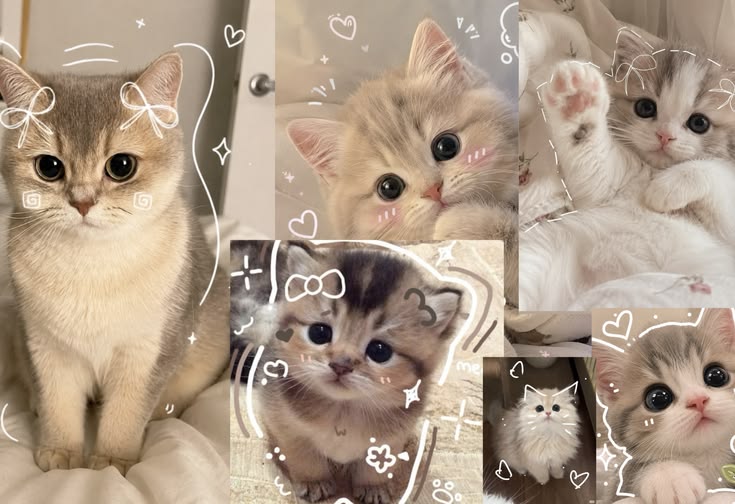 999+ Ảnh Mèo Cute, Hình Mèo Dễ Thương, Vô Tri Đẹp Nhất 8 Hình mèo cute, chất lượng cao cho laptop, PC