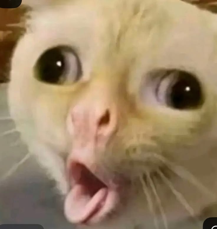 999+ Ảnh Mèo Cute, Hình Mèo Dễ Thương, Vô Tri Đẹp Nhất 18 anh meo meme doc dao 2