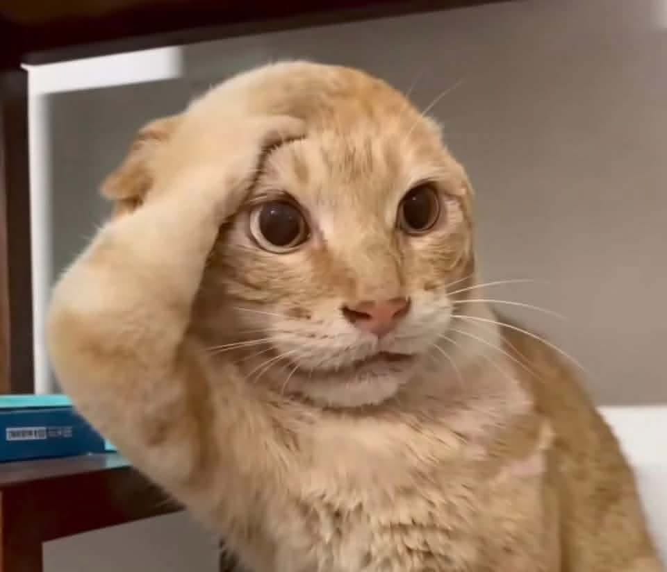 999+ Ảnh Mèo Cute, Hình Mèo Dễ Thương, Vô Tri Đẹp Nhất 19 Ảnh meme mèo độc lạ để comment dạo