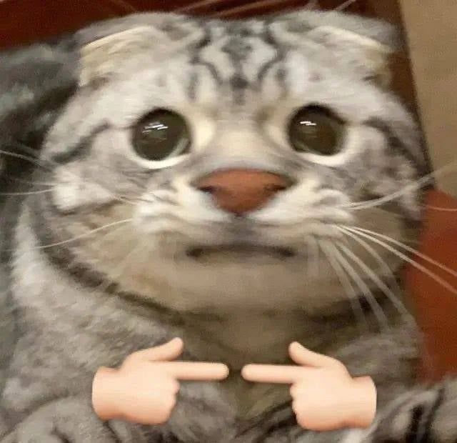 999+ Ảnh Mèo Cute, Hình Mèo Dễ Thương, Vô Tri Đẹp Nhất 20 Ảnh meme mèo thú vị, hài hước nhất