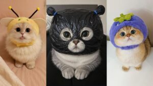 Ảnh mèo vô tri cute
