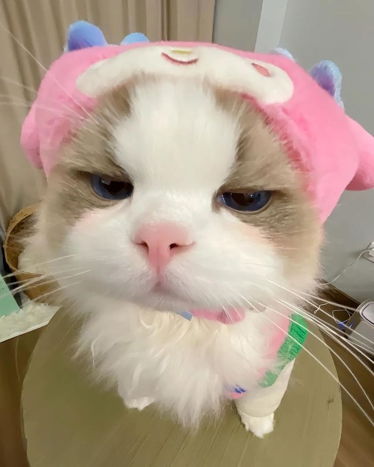 Hình ảnh mèo vô tri cute làm avatar
