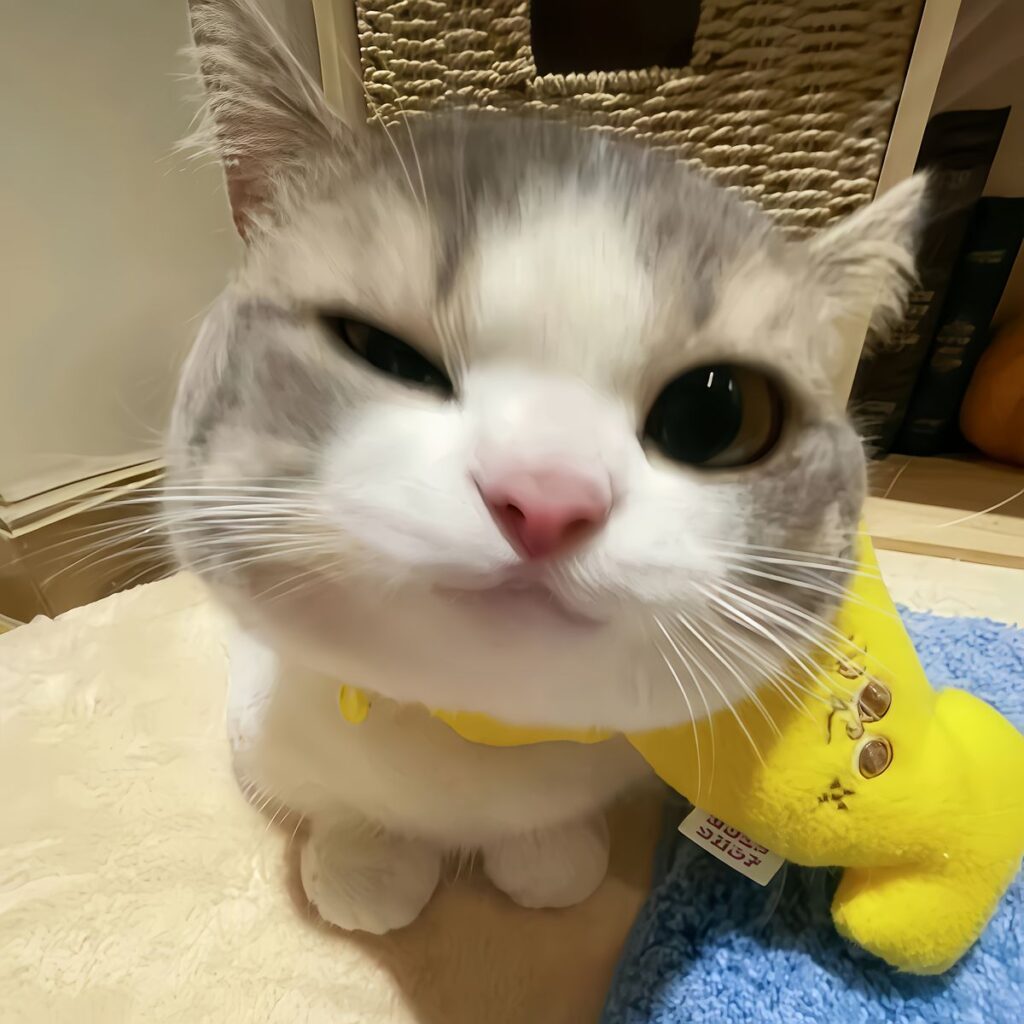 Ảnh meme cute mèo vô tri làm hình đại diện