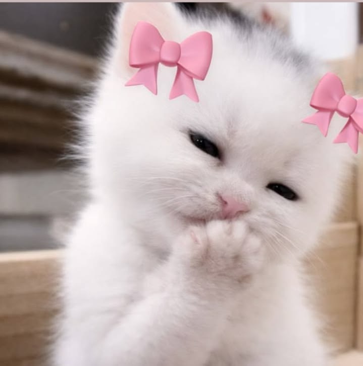 Ảnh mèo cute vô tri làm hình đại diện mạng xã hội