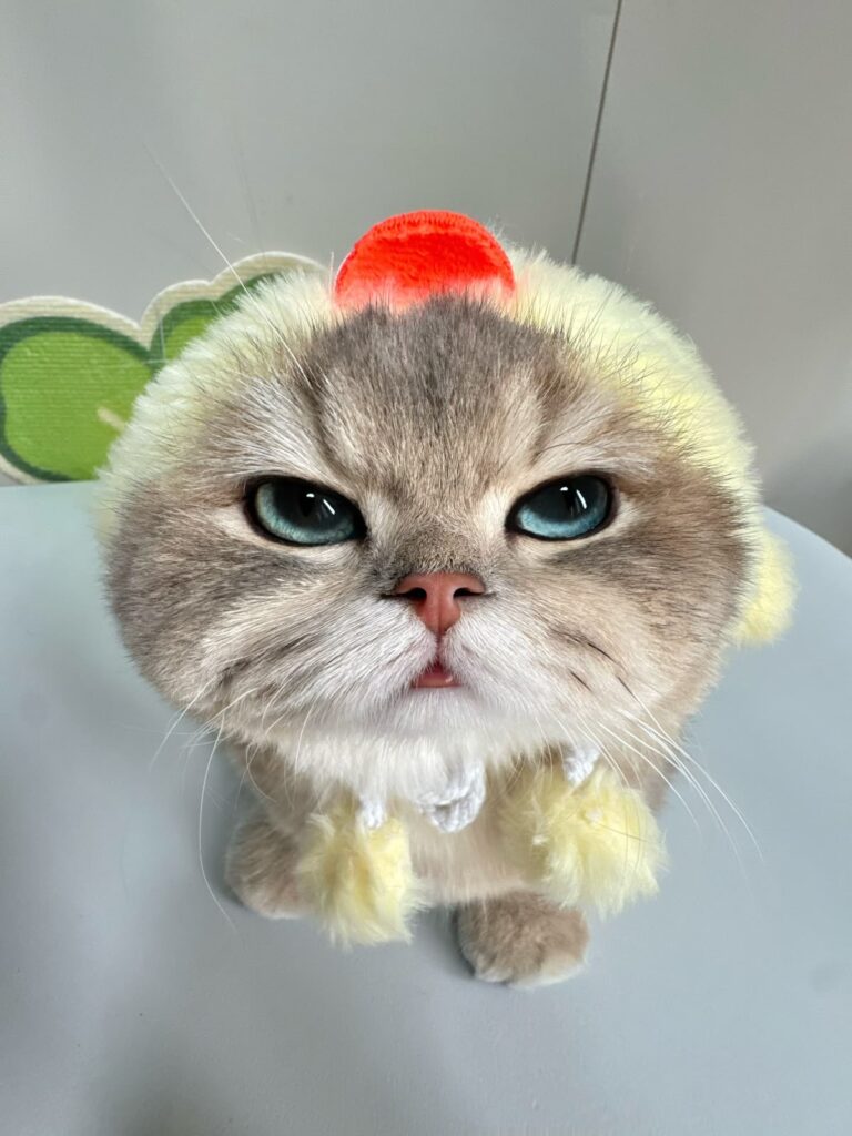 Avatar ảnh mèo cute vô tri sắc nét