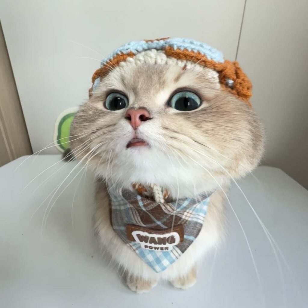 Ảnh avatar mèo vô tri cute, đáng yêu