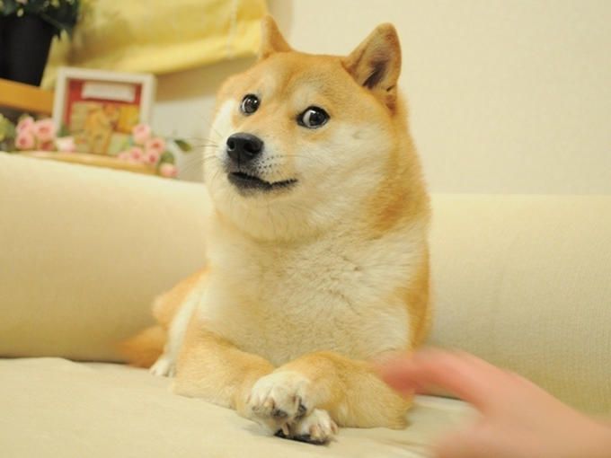 Ảnh chó Shiba meme cute, đáng yêu